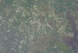 Image result for "laodicea Undulata". Size: 155 x 106. Source: www.aphotomarine.com