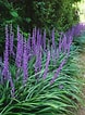 Image result for Liriope tetraphylla Orden. Size: 78 x 106. Source: thisismygarden.com
