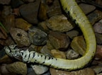 Image result for Dendrelaphis punctulatus Feiten. Size: 144 x 106. Source: www.flickr.com