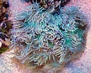 Image result for Catalaphyllia Stam. Size: 132 x 106. Source: www.communitycorals.de