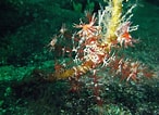 Image result for "antedon Petasus". Size: 146 x 106. Source: www.inaturalist.org