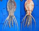 Afbeeldingsresultaten voor Ocythoe tuberculata Anatomie. Grootte: 132 x 106. Bron: www.researchgate.net
