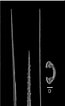 "hymedesmia Pilata" కోసం చిత్ర ఫలితం. పరిమాణం: 65 x 106. మూలం: www.researchgate.net
