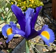 Image result for "sapphirina Iris". Size: 112 x 106. Source: www.gardentags.com