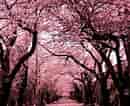 mida de Resultat d'imatges per a cerezos en flor Sakura.: 130 x 106. Font: ar.pinterest.com