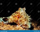 Image result for "octobranchus Floriceps". Size: 134 x 106. Source: www.dreamstime.com