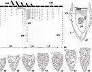 Afbeeldingsresultaten voor "Tintinnopsis Parvula". Grootte: 135 x 106. Bron: www.researchgate.net