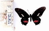 Image result for Mimoides ariarathes. Size: 165 x 106. Source: butterfliesofamerica.com