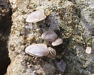 Image result for "lepas Pectinata". Size: 133 x 106. Source: www.inaturalist.org