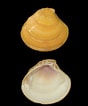 Image result for "clausinella Fasciata". Size: 88 x 106. Source: www.nmr-pics.nl