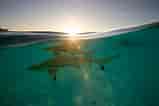 Image result for Black Pit Shark. Size: 159 x 106. Source: www.americanoceans.org