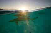 Black Pit Shark 的图像结果.大小：163 x 106。 资料来源：www.americanoceans.org