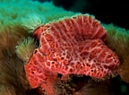 Afbeeldingsresultaten voor "rissoa Porifera". Grootte: 144 x 106. Bron: pandaphyla.weebly.com