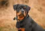 Billedresultat for Rottweiler. størrelse: 151 x 106. Kilde: www.pupvine.com