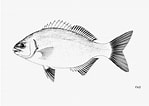 Image result for "kyphosus Incisor". Size: 149 x 106. Source: fishbiosystem.ru