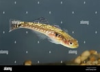 Image result for Gobiusculus flavescens. Size: 146 x 106. Source: www.alamy.com