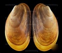 Image result for "musculus Niger". Size: 124 x 106. Source: www.azotelibrary.com