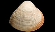 Image result for "spisula Subtruncata". Size: 183 x 106. Source: naturalhistory.museumwales.ac.uk
