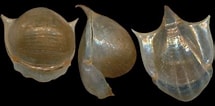 Image result for "cavolinia Globulosa". Size: 215 x 106. Source: www.idscaro.net