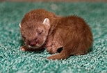 Afbeeldingsresultaten voor baby Hermelijn. Grootte: 154 x 106. Bron: fiyiz.net