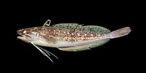 Image result for "urophycis Tenuis". Size: 210 x 106. Source: ncfishes.com