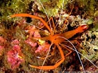 Image result for Stenopus spinosus. Size: 141 x 106. Source: www.aquaportail.com