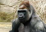 Image result for "chirodropus Gorilla". Size: 151 x 106. Source: en.wikipedia.org