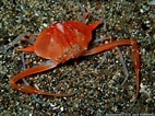Image result for "arcania Septemspinosa". Size: 142 x 106. Source: souslesmers.free.fr