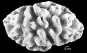 Afbeeldingsresultaten voor "manicina Areolata". Grootte: 171 x 106. Bron: nmita.rsmas.miami.edu