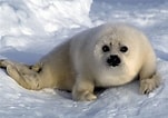 Image result for Seal Animal. Size: 151 x 106. Source: wildlifeanimalz.blogspot.co.uk