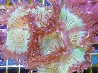 Image result for Catalaphyllia Stam. Size: 141 x 106. Source: nemo-aquaristik.de