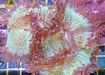 Image result for Catalaphyllia. Size: 148 x 106. Source: nemo-aquaristik.de