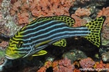 Image result for Plectorhinchus vittatus. Size: 159 x 106. Source: reeflifesurvey.com