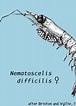 Image result for Nematoscelis difficilis. Size: 76 x 106. Source: sio-legacy.ucsd.edu