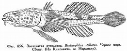 Image result for Benthophilus stellatus Klasse. Size: 262 x 106. Source: fishbiosystem.ru
