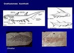 Afbeeldingsresultaten voor Gnathostomata. Grootte: 147 x 106. Bron: www.slideserve.com
