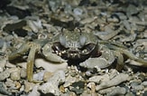 Image result for Ocypode ceratophthalmus. Size: 163 x 106. Source: www.flickr.com