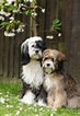 Bilderesultat for Tibetansk Terrier. Størrelse: 73 x 106. Kilde: petpress.net