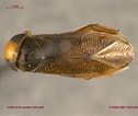 Image result for "corycaeus Agilis". Size: 126 x 106. Source: www.zoology.ubc.ca