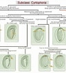 Image result for "trochilia Sigmoides". Size: 96 x 106. Source: www.researchgate.net