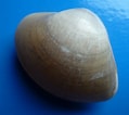 Image result for "mactra Stultorum". Size: 119 x 106. Source: www.forumcoquillages.com