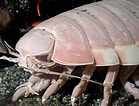 Afbeeldingsresultaten voor Giant Isopod Bug. Grootte: 139 x 106. Bron: www.aquariumofpacific.org
