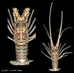 Image result for "palinustus Unicornutus". Size: 107 x 106. Source: www.crustaceology.com