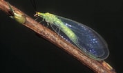 Afbeeldingsresultaten voor Green Lacewing Bug. Grootte: 178 x 106. Bron: blogs.ifas.ufl.edu