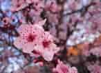 mida de Resultat d'imatges per a cerezos en flor Sakura.: 146 x 106. Font: www.pinterest.com.mx