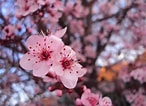 Image result for cerezos en flor Sakura. Size: 146 x 106. Source: www.pinterest.com.mx