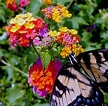 Afbeeldingsresultaten voor Butterfly Plants. Grootte: 108 x 106. Bron: gardeningandhomedecore.blogspot.com