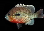 Image result for "botryostrobus Auritus/australis". Size: 148 x 106. Source: ncfishes.com