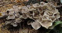 Image result for Botercollybia. Size: 200 x 106. Source: www.loegiesen.nl