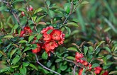 Tamaño de Resultado de imágenes de Red Flowering Shrub Identification.: 165 x 106. Fuente: www.thespruce.com